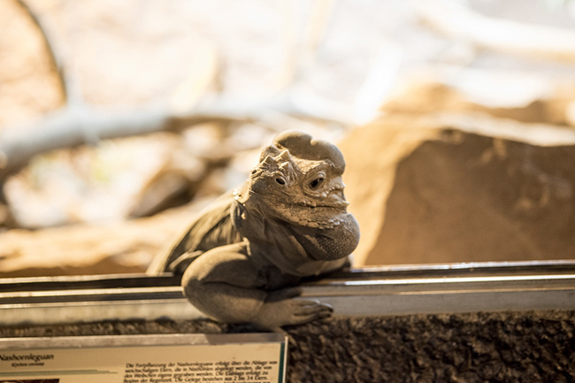 %_tempFileNameRSC_7881_reptilium_landau_klein%