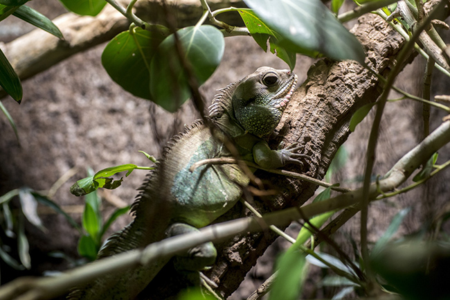 %_tempFileNameRSC_7901_reptilium_landau_klein%