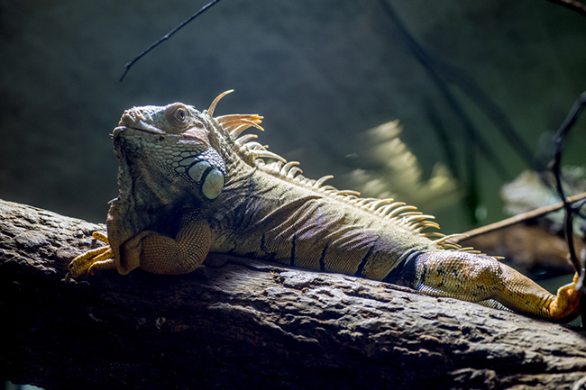 %_tempFileNameRSC_7903_reptilium_landau_klein%