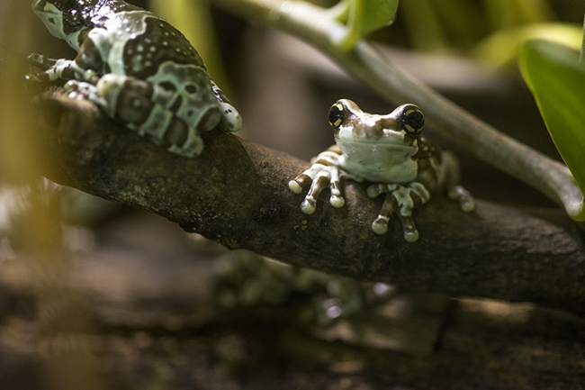 %_tempFileNameRSC_7968_reptilium_landau_klein%