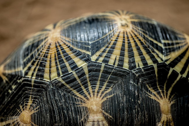 %_tempFileNameRSC_8037_reptilium_landau_klein%