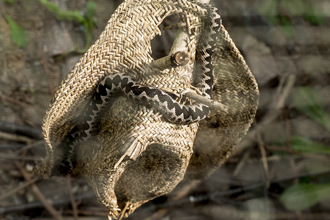 %_tempFileNameRSC_8075_reptilium_landau_klein%
