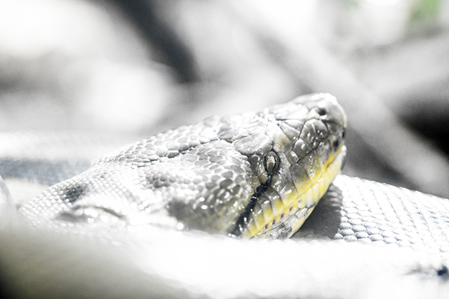 %_tempFileNameRSC_8159_reptilium_landau_klein%
