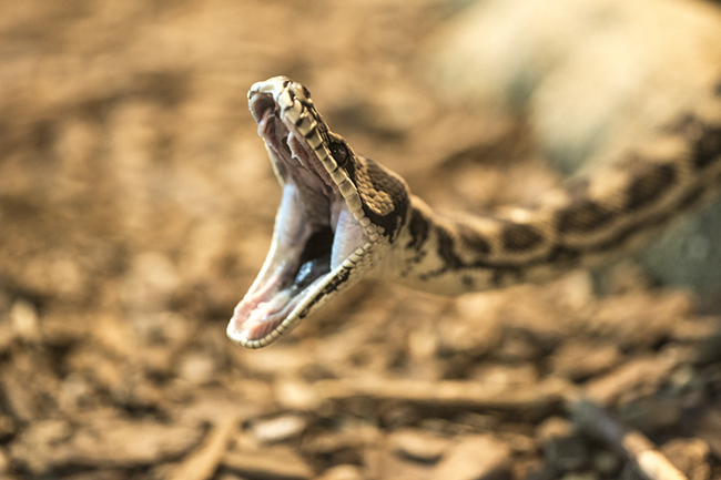 %_tempFileNameRSC_8204_reptilium_landau_klein%