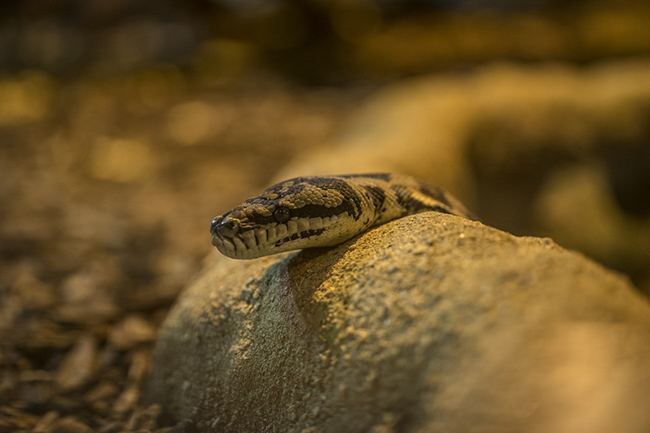 %_tempFileNameRSC_8214_reptilium_landau_klein%