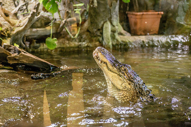%_tempFileNameRSC_8223_reptilium_landau_klein%
