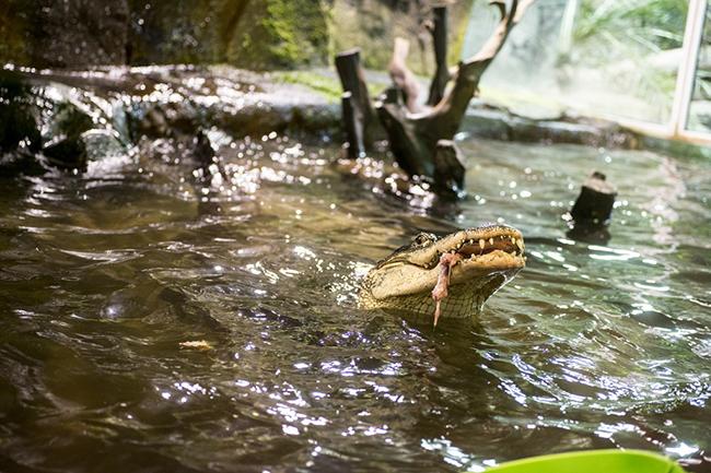 %_tempFileNameRSC_8242_reptilium_landau_klein%