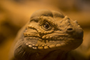 %_tempFileNameRSC_7863_reptilium_landau_klein%