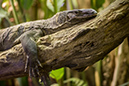 %_tempFileNameRSC_7868_reptilium_landau_klein%