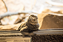 %_tempFileNameRSC_7881_reptilium_landau_klein%