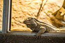 %_tempFileNameRSC_7887_reptilium_landau_klein%