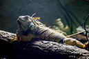 %_tempFileNameRSC_7903_reptilium_landau_klein%