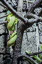 %_tempFileNameRSC_7958_reptilium_landau_klein%