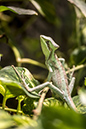 %_tempFileNameRSC_7982_reptilium_landau_klein%