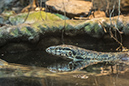 %_tempFileNameRSC_8014_reptilium_landau_klein%