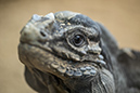 %_tempFileNameRSC_8029_reptilium_landau_klein%