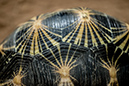 %_tempFileNameRSC_8037_reptilium_landau_klein%