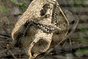 %_tempFileNameRSC_8075_reptilium_landau_klein%
