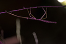 %_tempFileNameRSC_8105_reptilium_landau_klein%