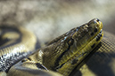 %_tempFileNameRSC_8151_reptilium_landau_klein%