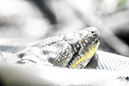 %_tempFileNameRSC_8159_reptilium_landau_klein%