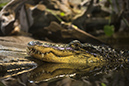 %_tempFileNameRSC_8171_reptilium_landau%