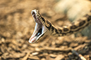 %_tempFileNameRSC_8204_reptilium_landau_klein%