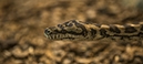 %_tempFileNameRSC_8205_reptilium_landau_klein%