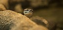 %_tempFileNameRSC_8209_reptilium_landau_klein%