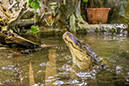 %_tempFileNameRSC_8223_reptilium_landau_klein%