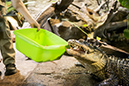 %_tempFileNameRSC_8224_reptilium_landau_klein%